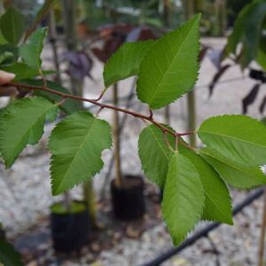 Prunus 'Pandora' 16-18 EHS